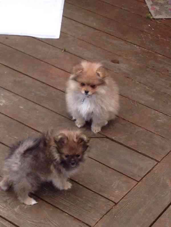 Štěňata pomeraniana připravená k odběru..... - foto 3