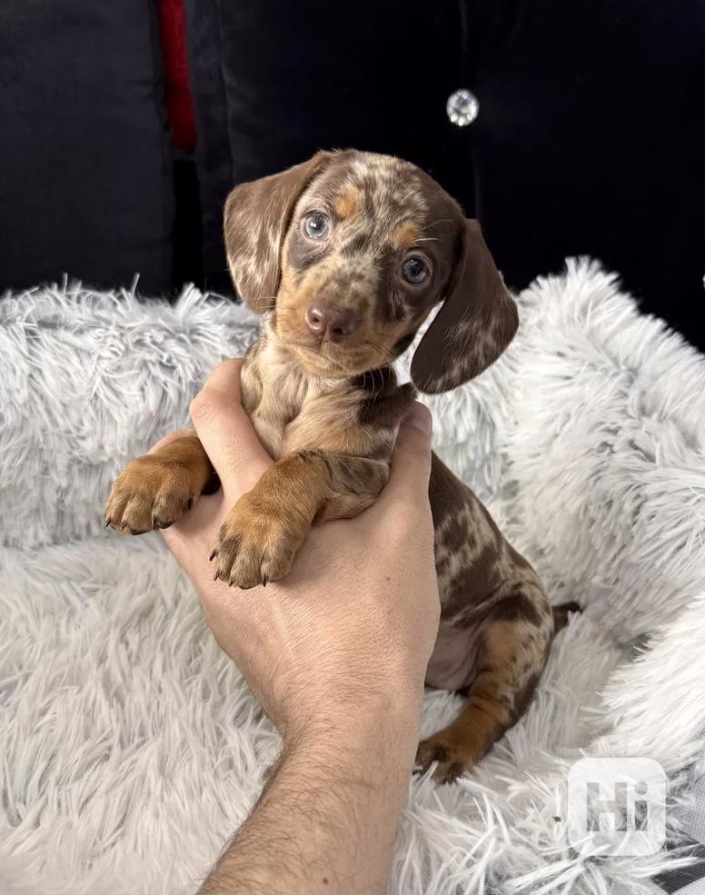 Čoko Merle Jezevčík hladkosrstý trpasličí  - foto 1