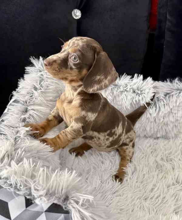 Čoko Merle Jezevčík hladkosrstý trpasličí  - foto 3