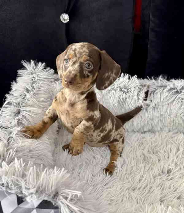 Čoko Merle Jezevčík hladkosrstý trpasličí  - foto 4