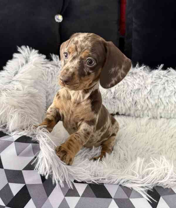 Čoko Merle Jezevčík hladkosrstý trpasličí  - foto 2