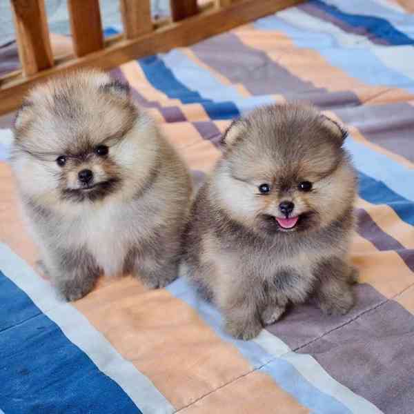 🐾✨ Štěňata pomeranianů k dispozici! - foto 1