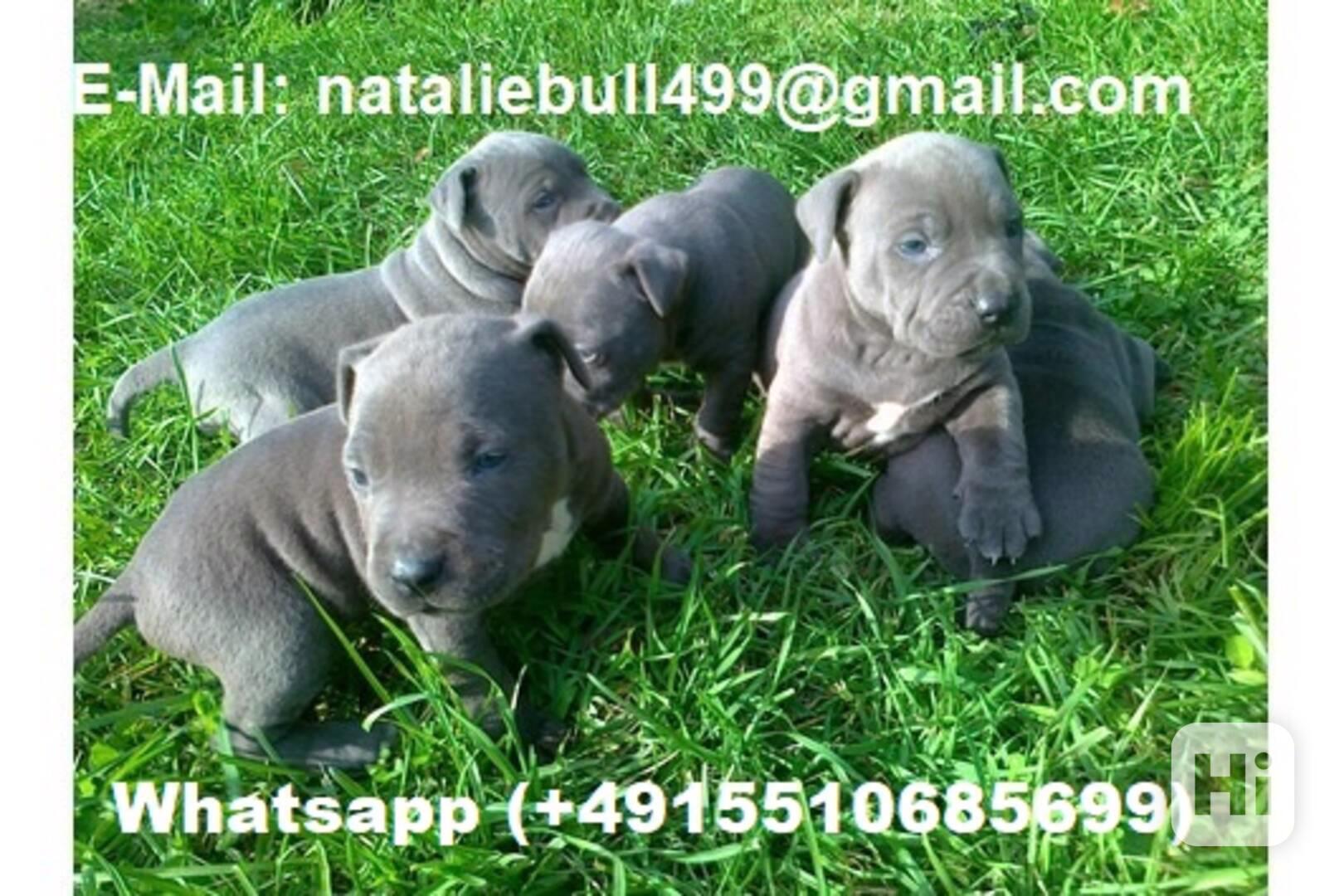 Registrovaná štěňata pitbula k adopci - foto 1