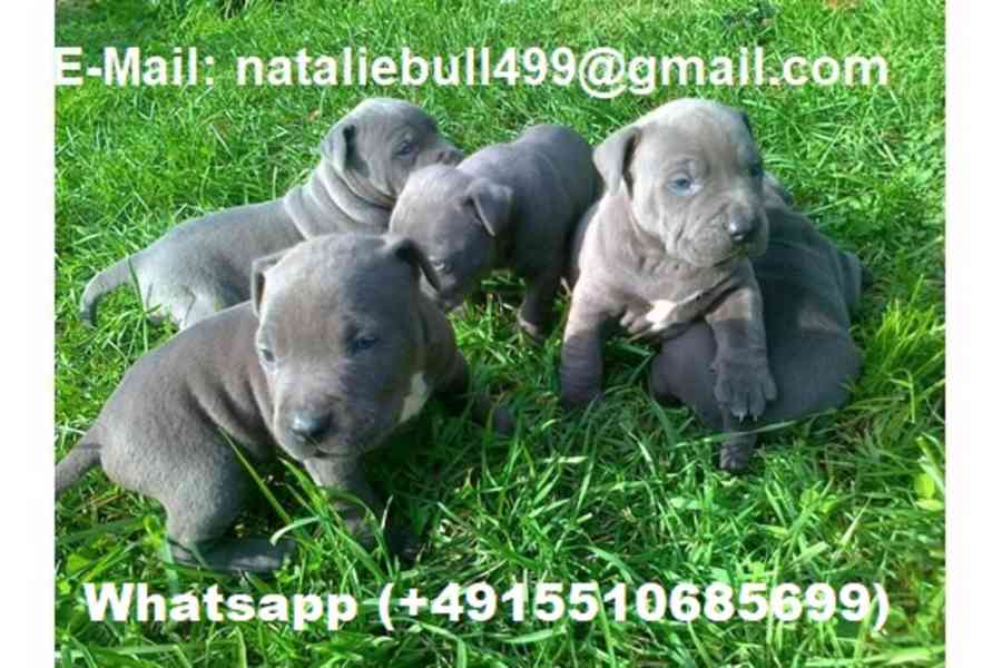 Registrovaná štěňata pitbula k adopci - foto 1