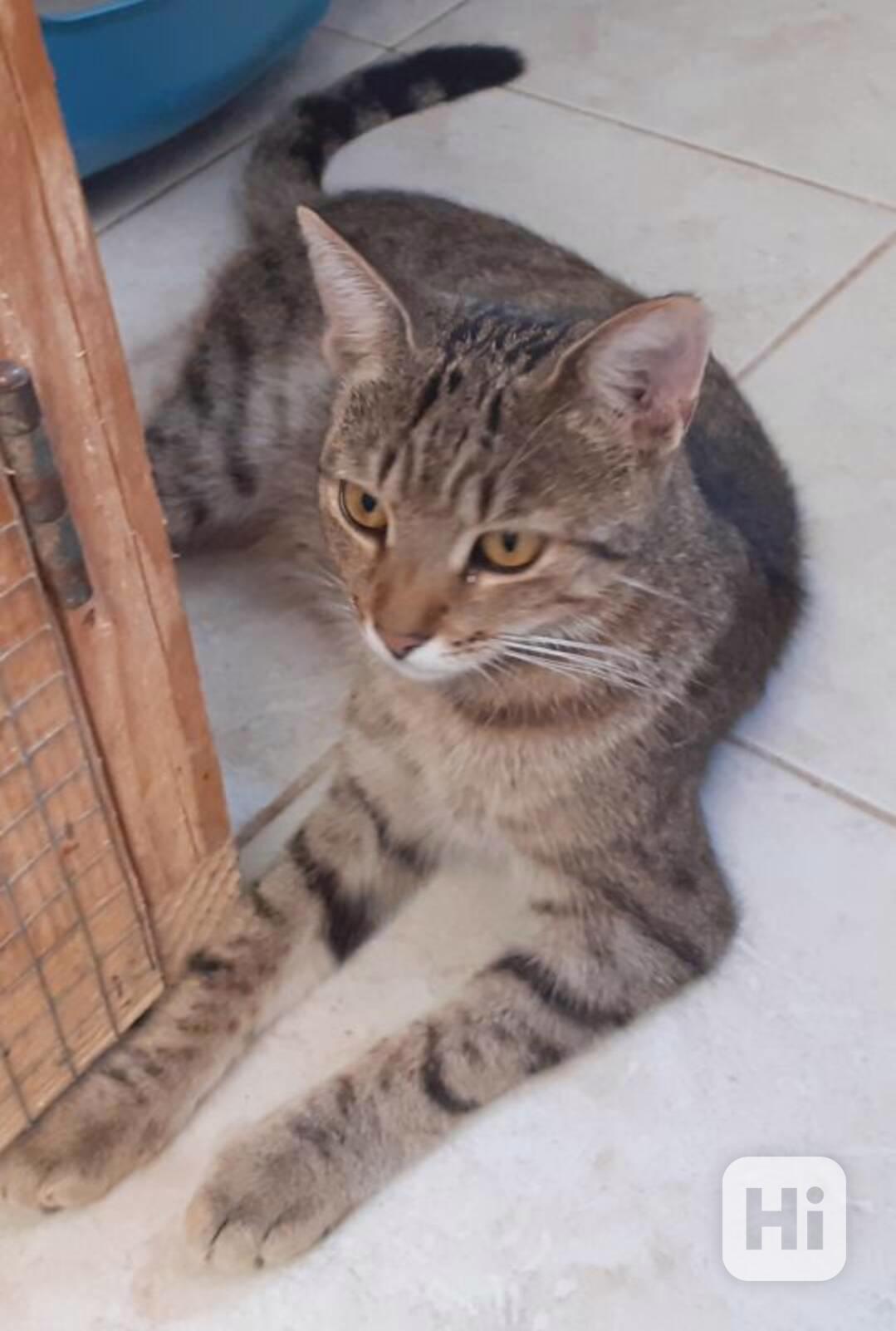 Hodná, hravá, čilá 11měsíční mourinka Linda  - foto 1