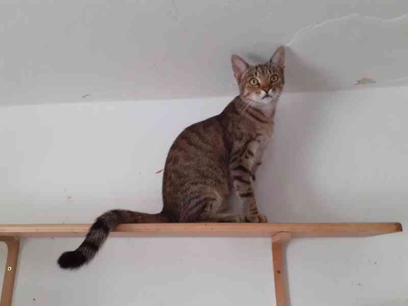 Hodná, hravá, čilá 11měsíční mourinka Linda  - foto 9
