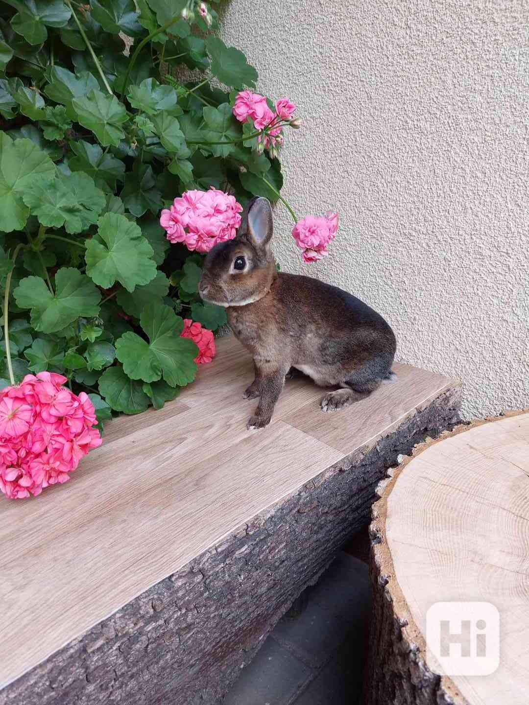 Zakrslý králík rex - starší samička Žoffi - foto 1