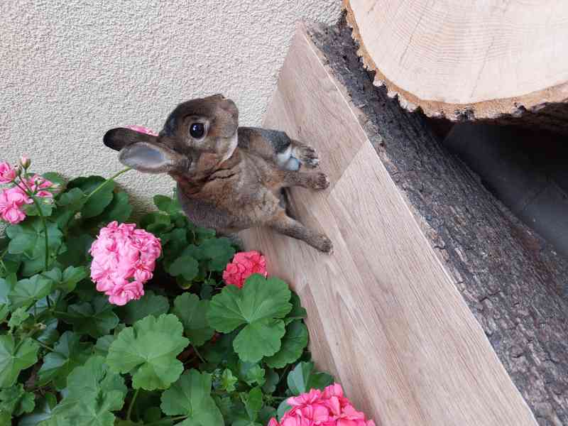 Zakrslý králík rex - starší samička Žoffi - foto 3