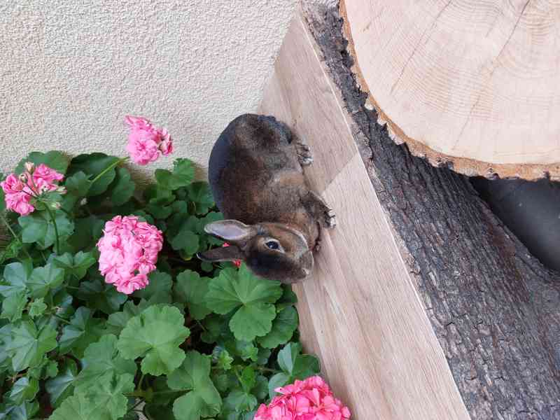 Zakrslý králík rex - starší samička Žoffi - foto 2