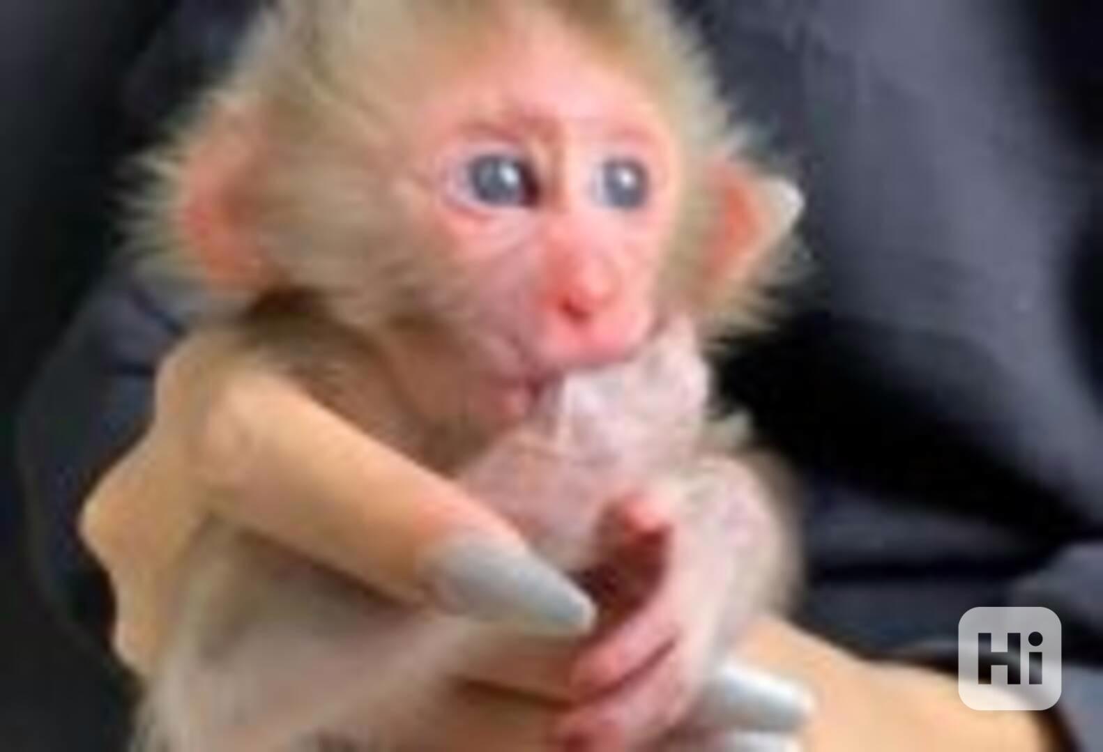 Máme na prodej tři kapucínské opice. - foto 1