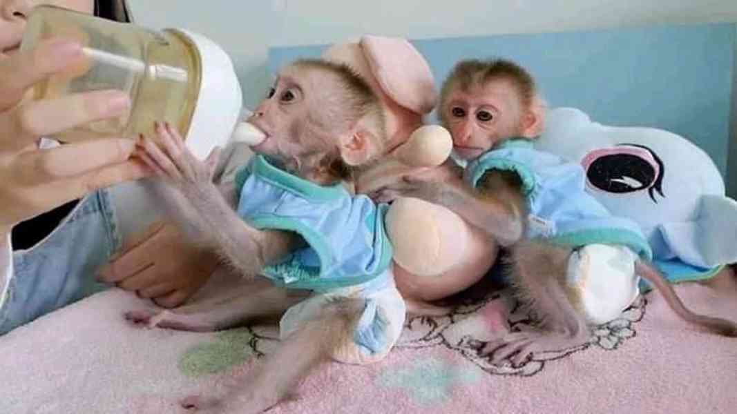 Máme na prodej tři kapucínské opice. - foto 2