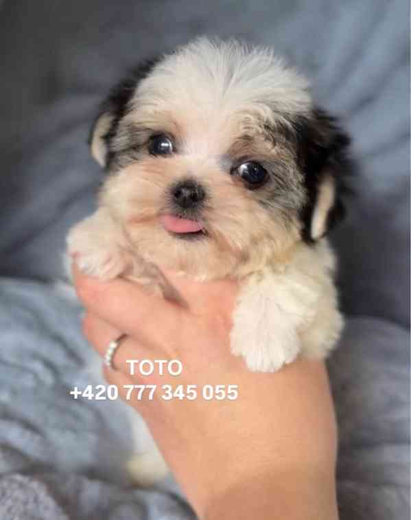 Maltipoo Morkie pejsek male boy - foto 1