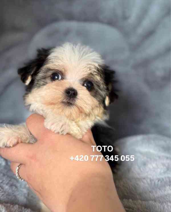 Maltipoo Morkie pejsek male boy - foto 4