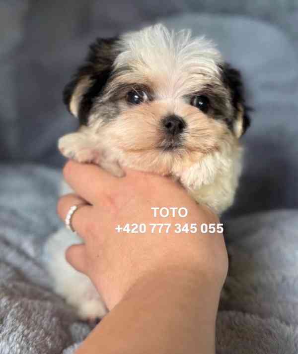 Maltipoo Morkie pejsek male boy - foto 3