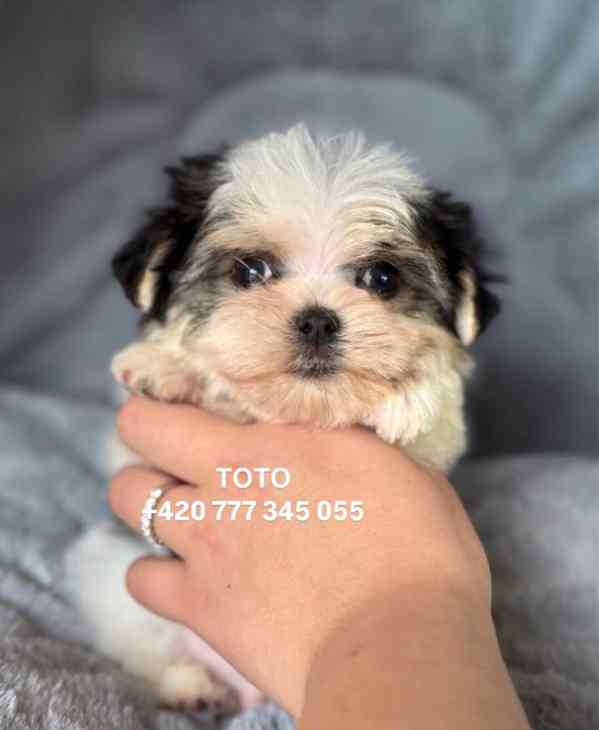 Maltipoo Morkie pejsek male boy - foto 2