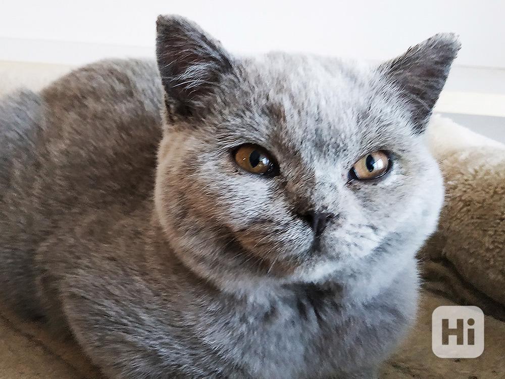 Prodáme britská koťátka s PP - čipovaná, kastrovaná - foto 1