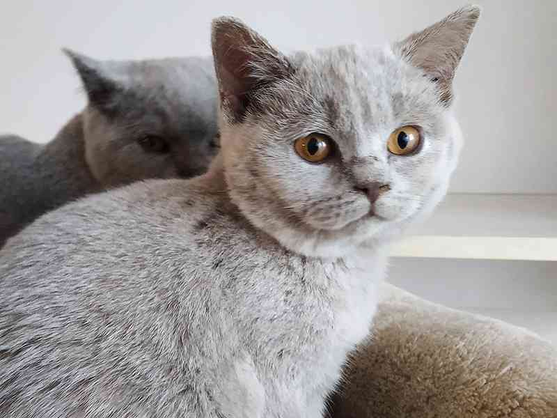 Prodáme britská koťátka s PP - čipovaná, kastrovaná - foto 4