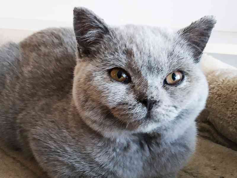 Prodáme britská koťátka s PP - čipovaná, kastrovaná - foto 1