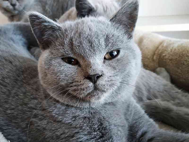 Prodáme britská koťátka s PP - čipovaná, kastrovaná - foto 3