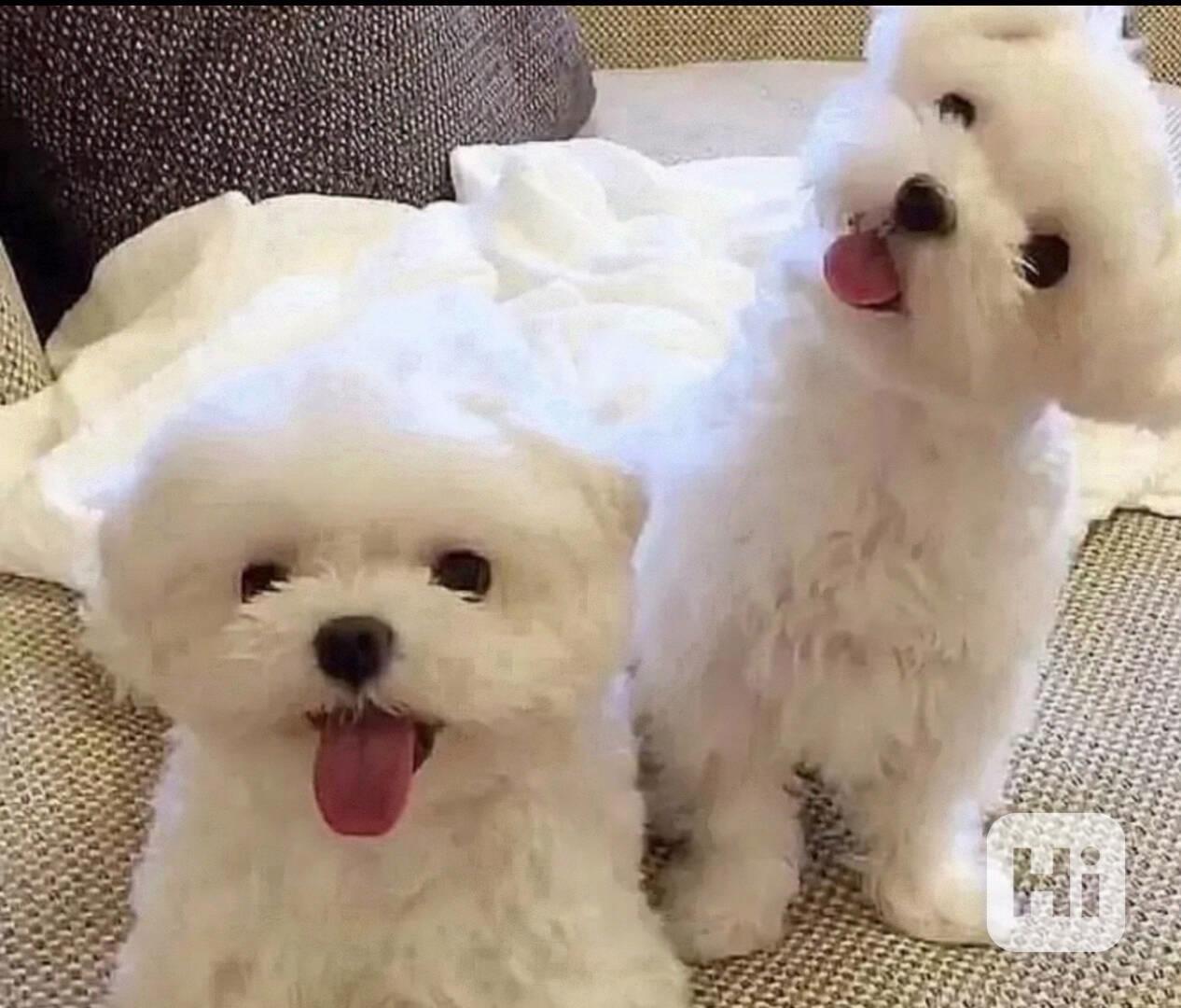 Štěňata maltézského ovčáka k adopci. - foto 1