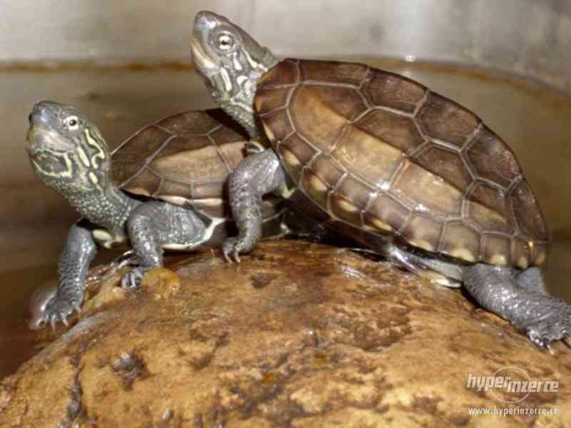 želva trojkýlná - foto 1