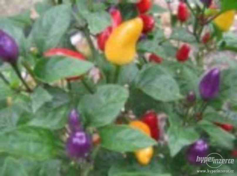 Chilli Chinese Five Color - semena - foto 1