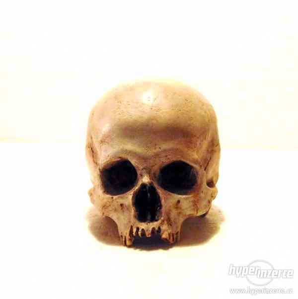 Repliky lidských lebek a kostí (Human skull replica) - foto 2