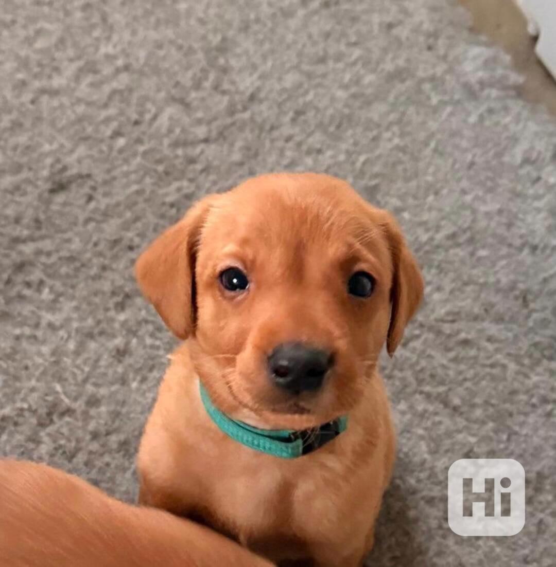 Prodám labradorského retrívra s červenou liškou - foto 1