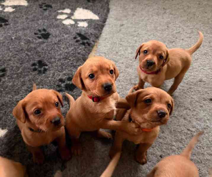 Prodám labradorského retrívra s červenou liškou - foto 4