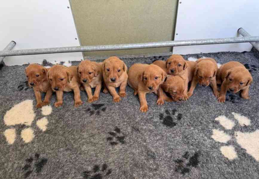 Prodám labradorského retrívra s červenou liškou - foto 2