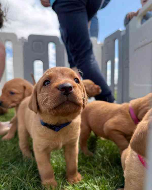 Prodám labradorského retrívra s červenou liškou - foto 3