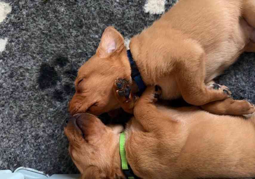 Prodám labradorského retrívra s červenou liškou - foto 6