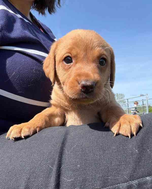 Prodám labradorského retrívra s červenou liškou - foto 5