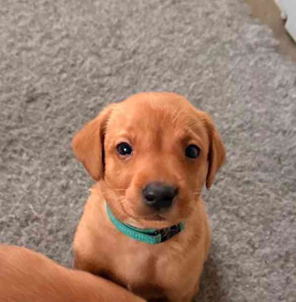 Prodám labradorského retrívra s červenou liškou - foto 1