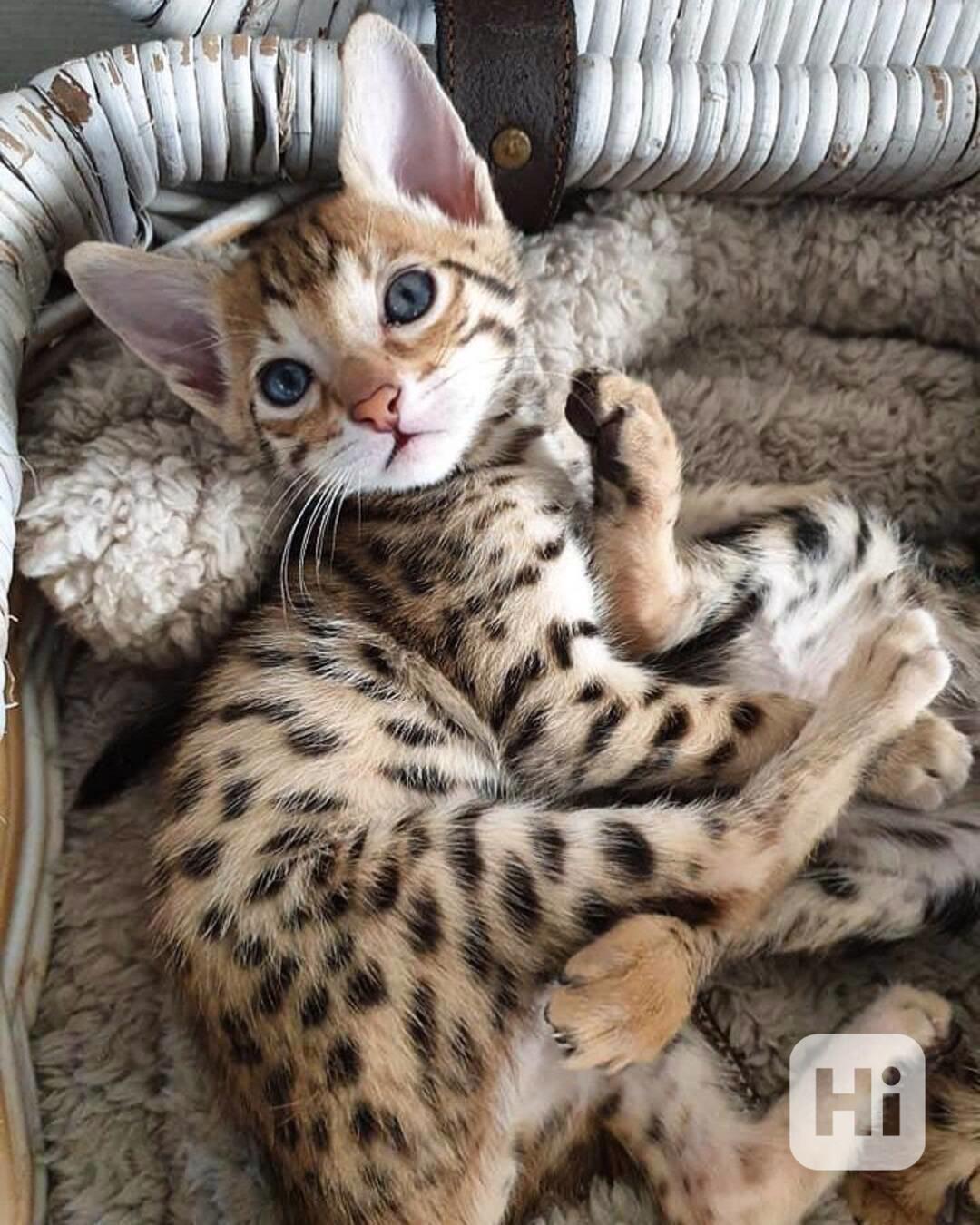  Dárek zdarma Savanová koťátka k adopci   - foto 1