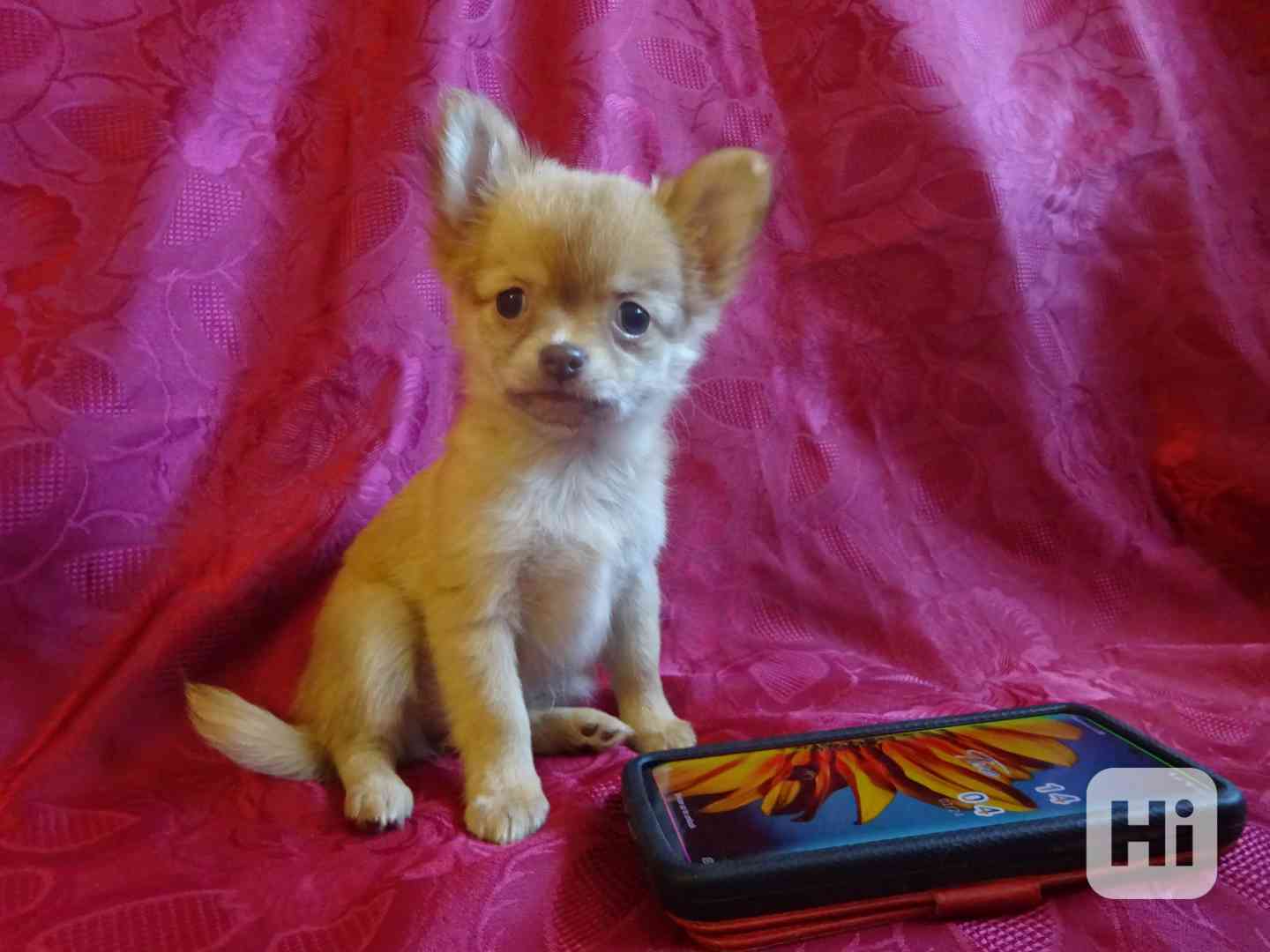 Štěňátko čivava bez PP, dlouhosrstá fenečka. - foto 1