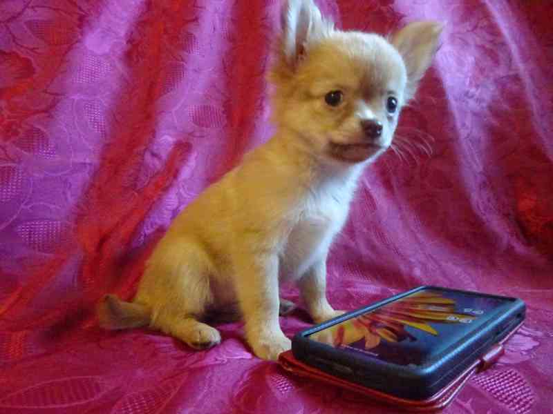 Štěňátko čivava bez PP, dlouhosrstá fenečka. - foto 3