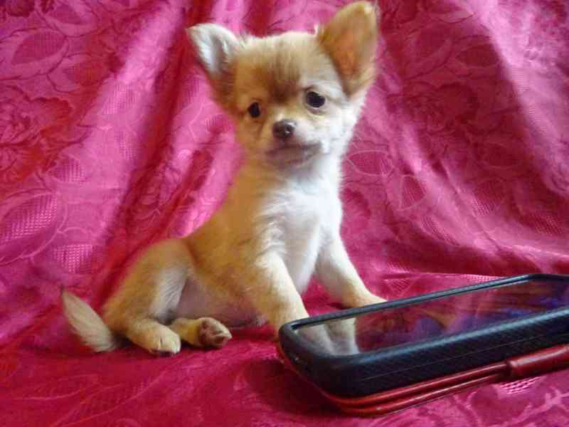 Štěňátko čivava bez PP, dlouhosrstá fenečka. - foto 5