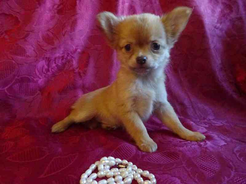 Štěňátko čivava bez PP, dlouhosrstá fenečka. - foto 2