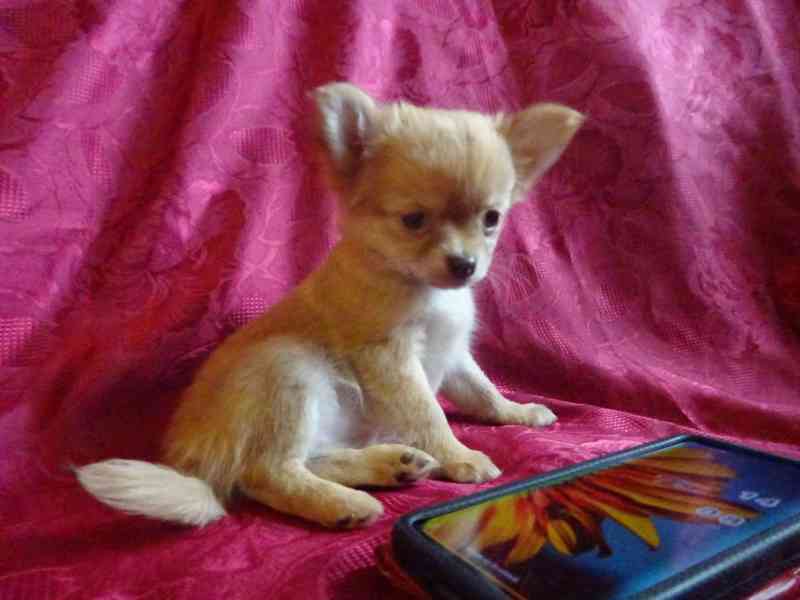 Štěňátko čivava bez PP, dlouhosrstá fenečka. - foto 4