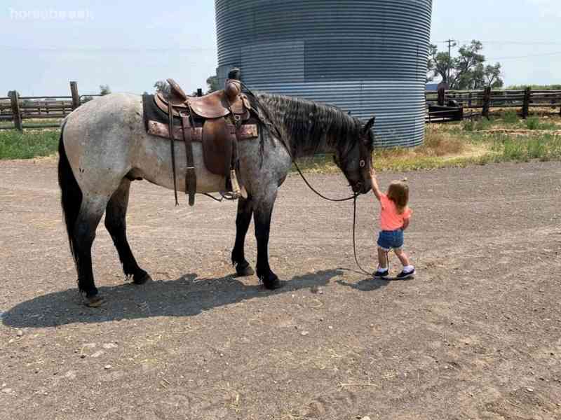 Prodám valacha AQH - foto 1