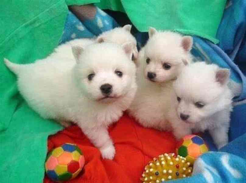 pomeranian štěňata k adopci,,