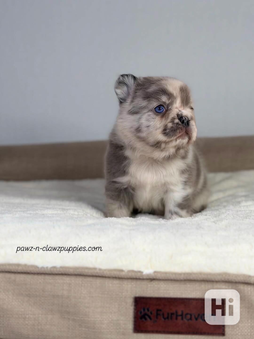 Francouzští buldoci ~ Světle plavá fena ~ Registrováno v AKC - foto 1