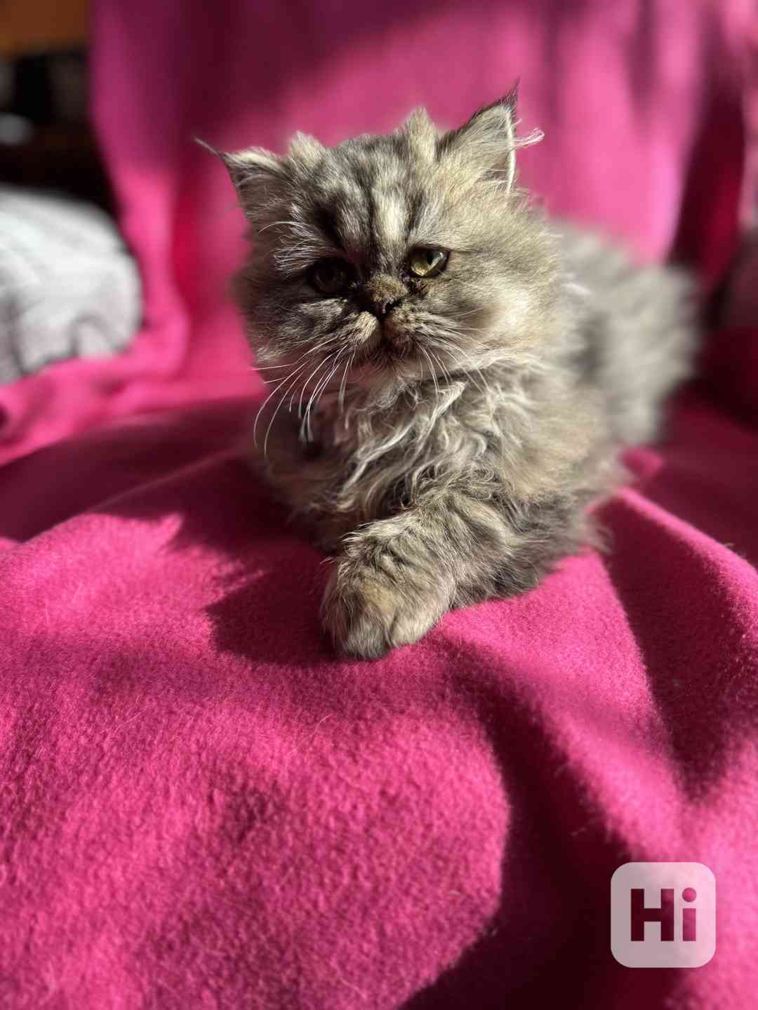 Perska kocicka - foto 1