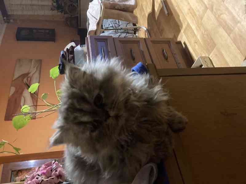 Perska kocicka - foto 3