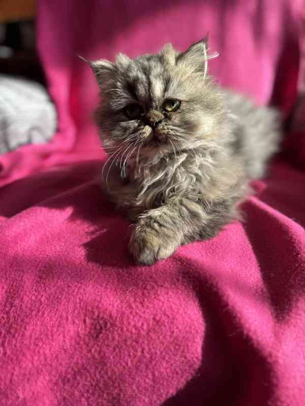 Perska kocicka - foto 1