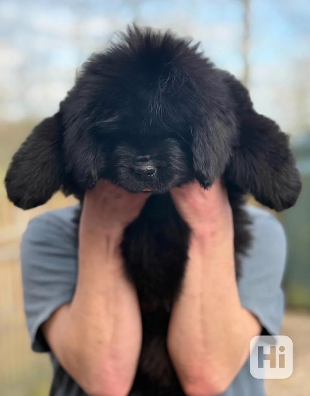 Štěňata novofundlanďanů k dispozici - foto 1