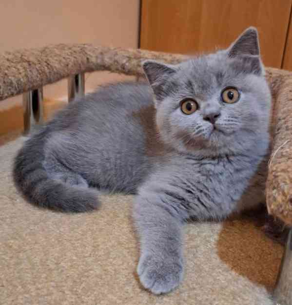 Britská krátkosrstá koťata