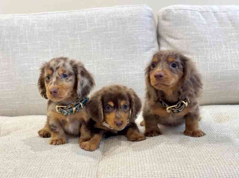 🐾🌭 Štěňata miniaturního jezevčíka k dispozici! - foto 1