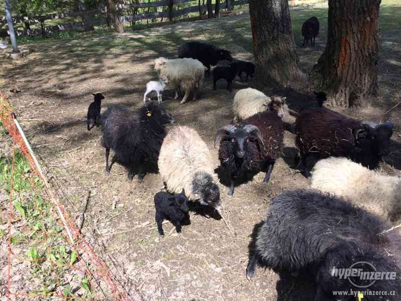 Beránci Quessantské ovce - foto 1